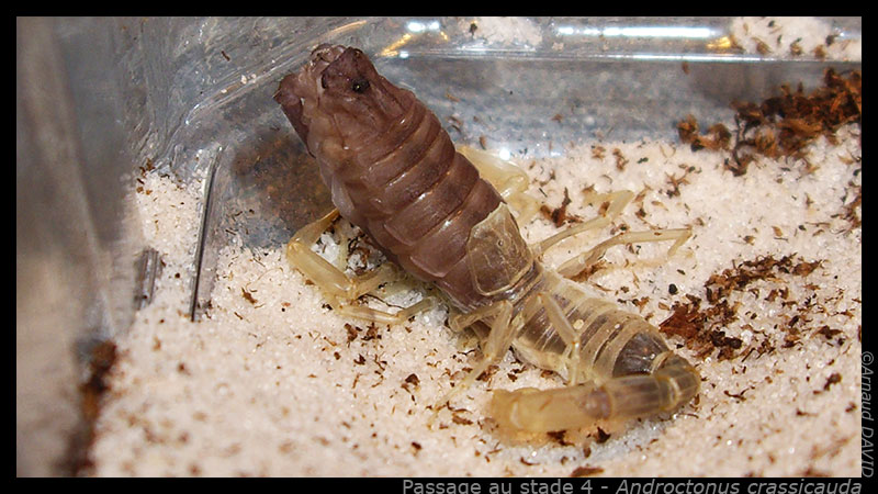 Androctonus crassicauda Molt_acrassi_01