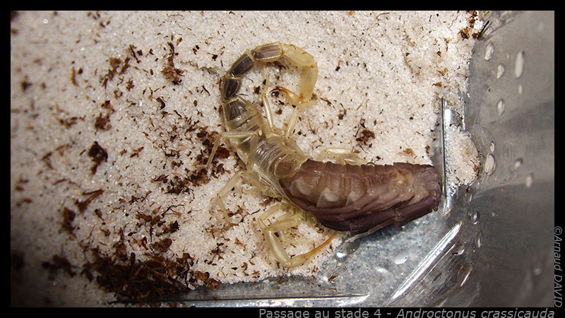 Androctonus crassicauda Molt_acrassi_02