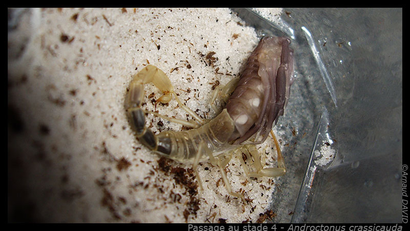 Androctonus crassicauda Molt_acrassi_03