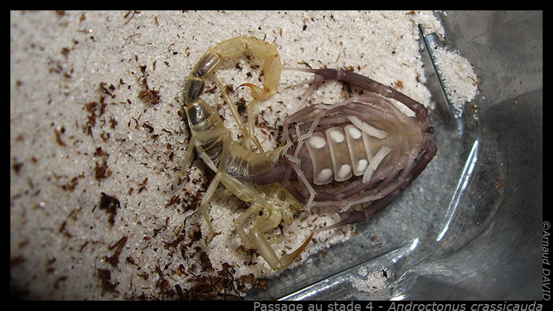 Androctonus crassicauda Molt_acrassi_04