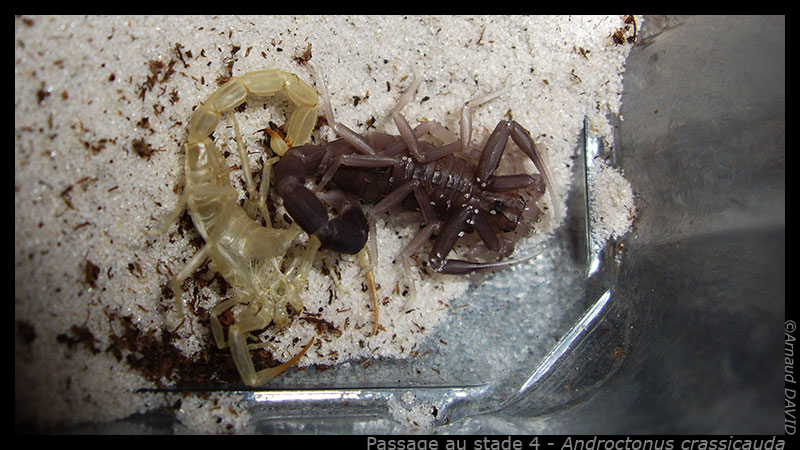 Androctonus crassicauda Molt_acrassi_05