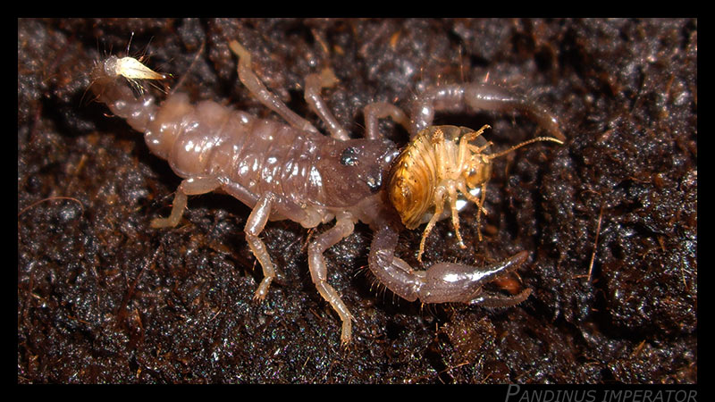 Pandinus imperator Pimperator_i1