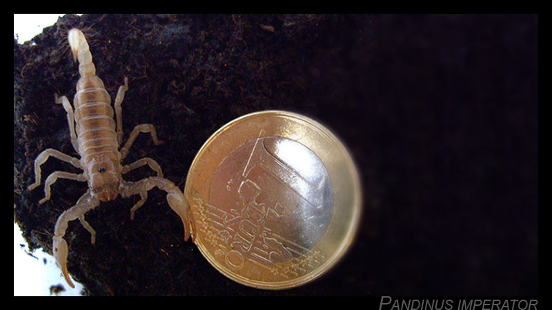 Pandinus imperator Pimperator_i2