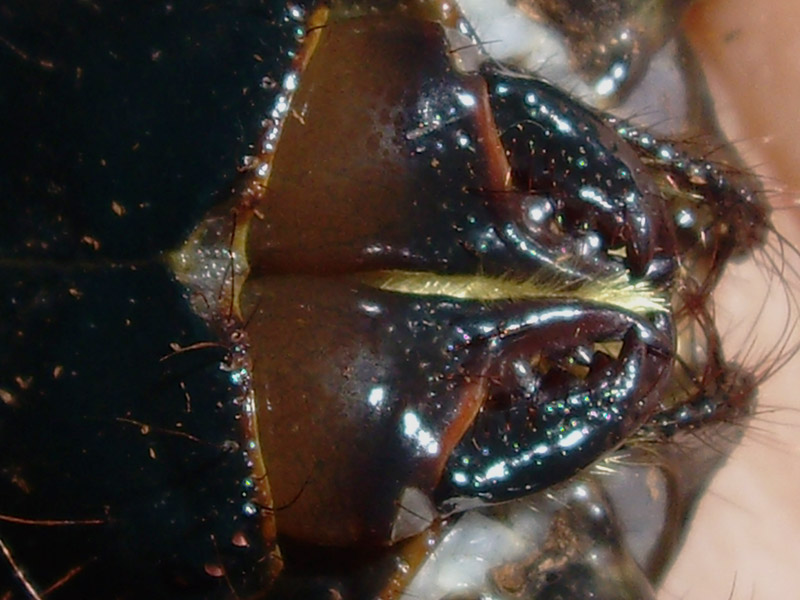 Pandinus imperator Pimp_cheli
