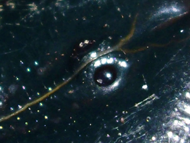 Pandinus imperator Pimp_mideye